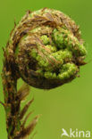 Male-fern (Dryopteris filix-mas)