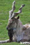 Markhor (Capra falconeri) 