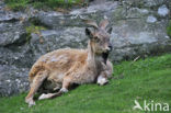 Markhor (Capra falconeri) 