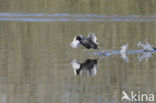 Meerkoet (Fulica atra)