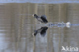 Common Coot (Fulica atra)