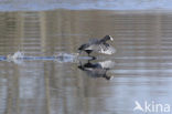 Meerkoet (Fulica atra)