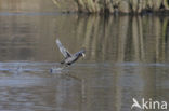 Common Coot (Fulica atra)