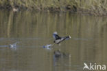 Meerkoet (Fulica atra)