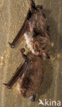 Meervleermuis (Myotis dasycneme) 