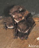 Pond Bat (Myotis dasycneme) 