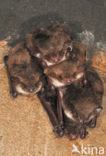 Pond Bat (Myotis dasycneme) 