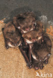 Meervleermuis (Myotis dasycneme) 