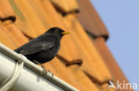 Eurasian Blackbird (Turdus merula)