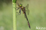 Metaalglanslibel (Somatochlora metallica)