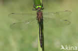 Metaalglanslibel (Somatochlora metallica)