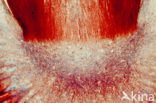 Moederkoren (Claviceps purpurea)