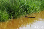 Muskrat (Ondatra zibethicus)
