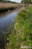 Nationaal Park Weerribben-Wieden