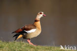 Egyptian Goose (Alopochen aegyptiaca)