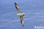 Northern Fulmar (Fulmarus glacialis)