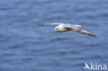 Noordse Stormvogel (Fulmarus glacialis)