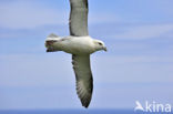 Noordse Stormvogel (Fulmarus glacialis)