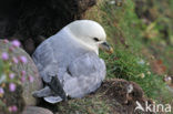 Noordse Stormvogel (Fulmarus glacialis)