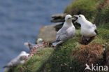 Noordse Stormvogel (Fulmarus glacialis)