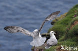 Noordse Stormvogel (Fulmarus glacialis)