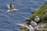 Noordse Stormvogel (Fulmarus glacialis)