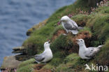 Noordse Stormvogel (Fulmarus glacialis)