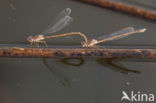 Siberian winter Damselfly (Sympecma paedisca)