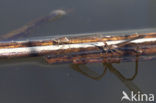 Siberian winter Damselfly (Sympecma paedisca)