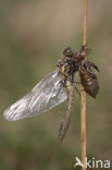 Northern White-faced darter (Leucorrhinia rubicunda)