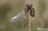 Northern White-faced darter (Leucorrhinia rubicunda)