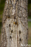 Northern White-faced darter (Leucorrhinia rubicunda)