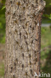 Northern White-faced darter (Leucorrhinia rubicunda)