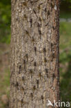 Northern White-faced darter (Leucorrhinia rubicunda)