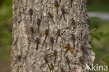 Northern White-faced darter (Leucorrhinia rubicunda)