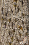 Northern White-faced darter (Leucorrhinia rubicunda)