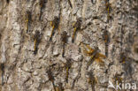 Northern White-faced darter (Leucorrhinia rubicunda)