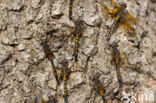 Northern White-faced darter (Leucorrhinia rubicunda)