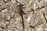 Northern White-faced darter (Leucorrhinia rubicunda)