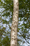 Northern White-faced darter (Leucorrhinia rubicunda)