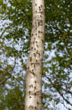 Noordse witsnuitlibel (Leucorrhinia rubicunda)