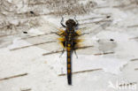 Northern White-faced darter (Leucorrhinia rubicunda)