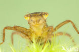 Northern White-faced darter (Leucorrhinia rubicunda)