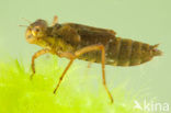 Northern White-faced darter (Leucorrhinia rubicunda)