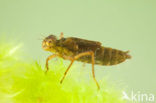 Northern White-faced darter (Leucorrhinia rubicunda)