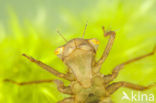 Northern White-faced darter (Leucorrhinia rubicunda)