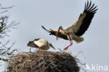 White Stork (Ciconia ciconia)