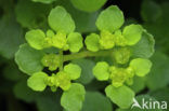 Opposite-leaved Golden Saxifrage (Chrysosplenium oppositifolium)