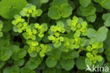 Paarbladig goudveil (Chrysosplenium oppositifolium)