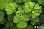 Paarbladig goudveil (Chrysosplenium oppositifolium)